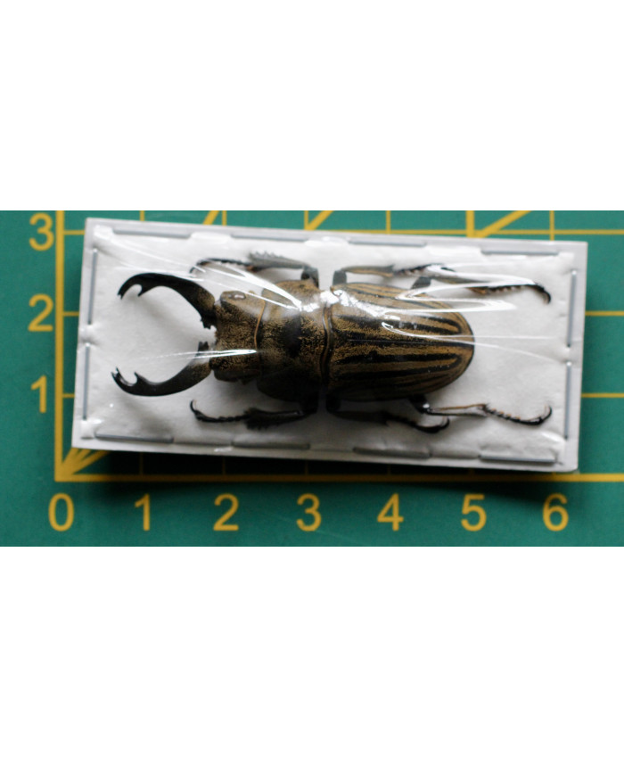 Odontolabis striata ongeprepareerd