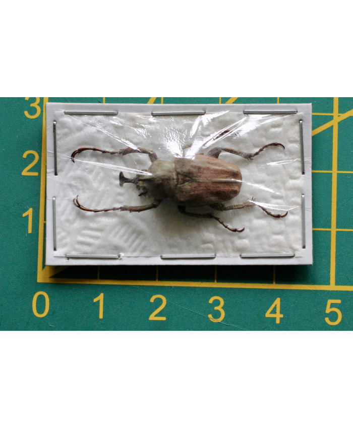 Mycteristes rhinophyllus ongeprepareerd 