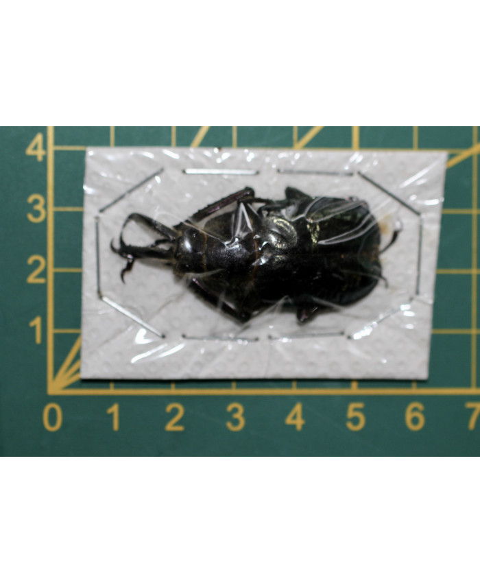 Megalorhina harrisi ongeprepareerd