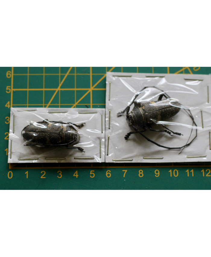 Zographus aulicus paar ongeprepareerd