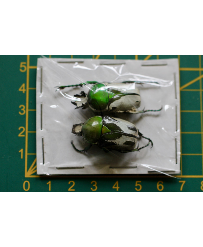 Ranzania bertolni ongeprepareerd paar