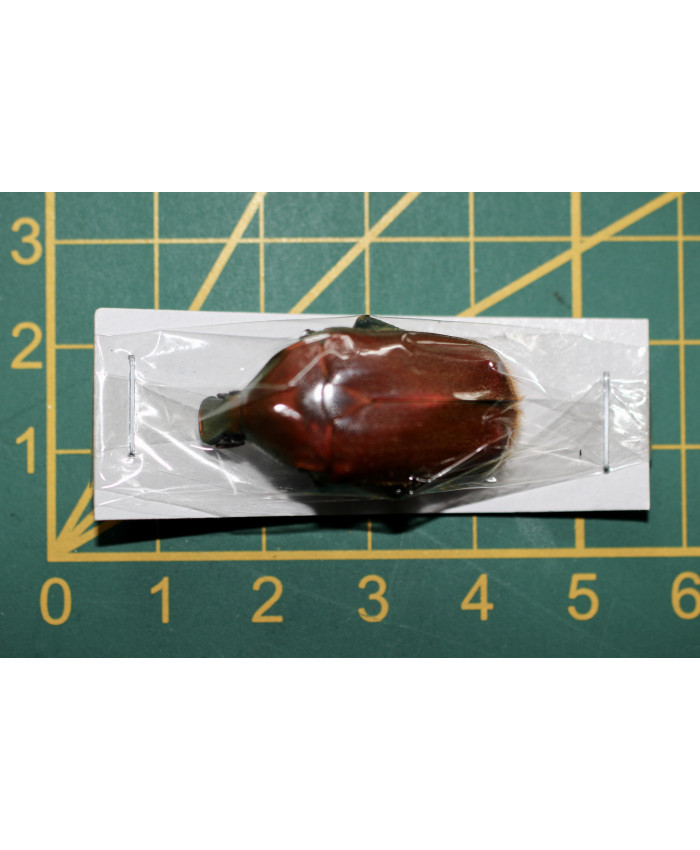 Torynorrhina pilifera ongeprepareerd