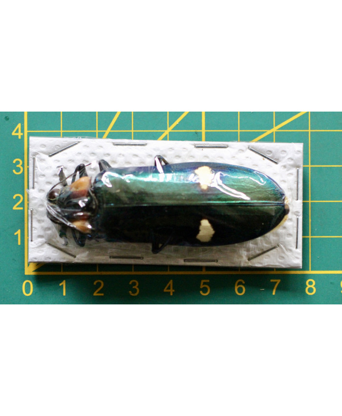 Megaloxantha bicolor assamensis ongeprepareerd