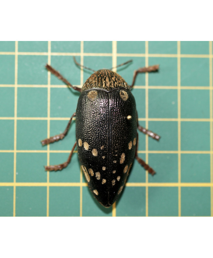 Sternocera castanea boucardii op speld