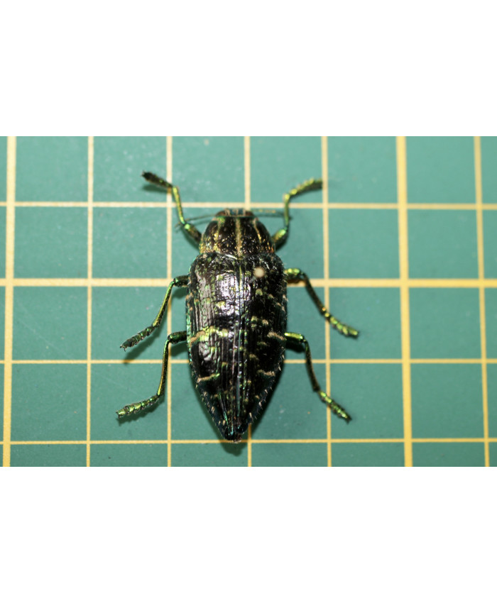 Polybothris sumptuosa sumptuosa op speld