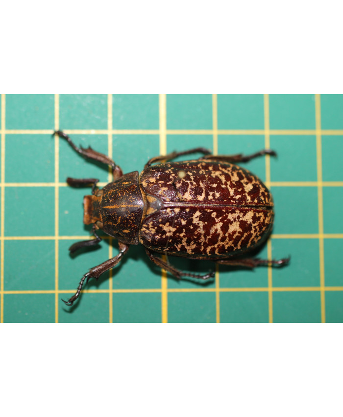 Polyphylla fullo op speld 