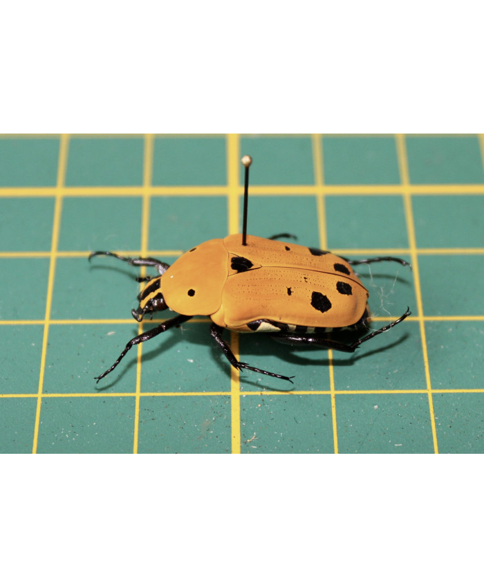 Euchroea auripimenta op speld