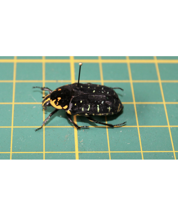 Euchroea histroea op speld