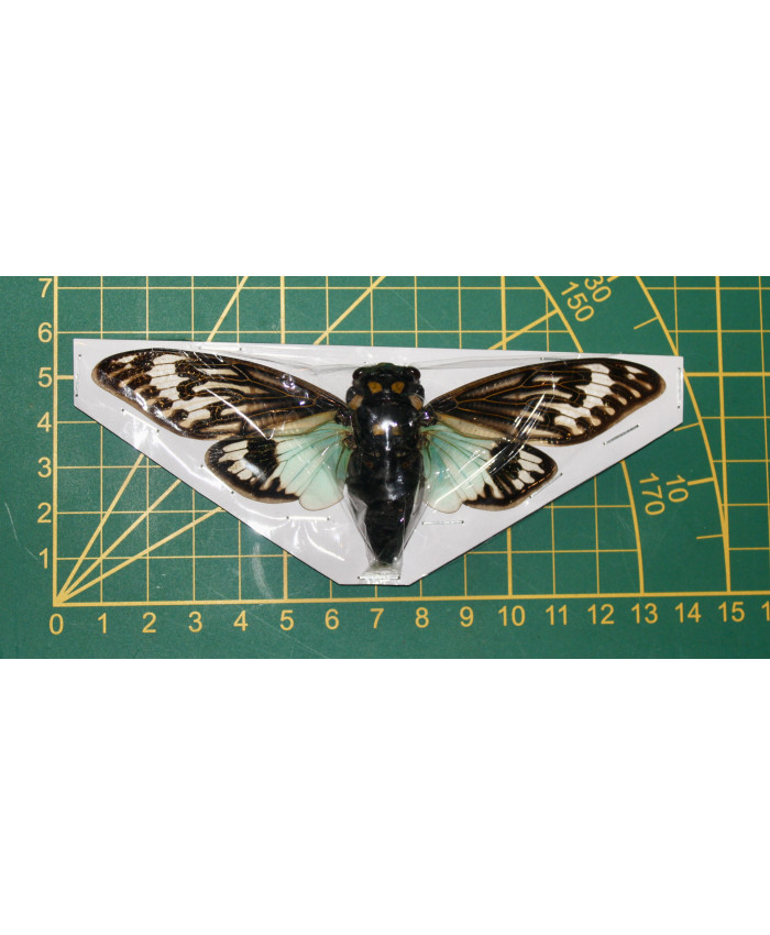 tosena splendida Spread