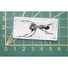 Camponotus gigas ongeprepareerd (Werkster)