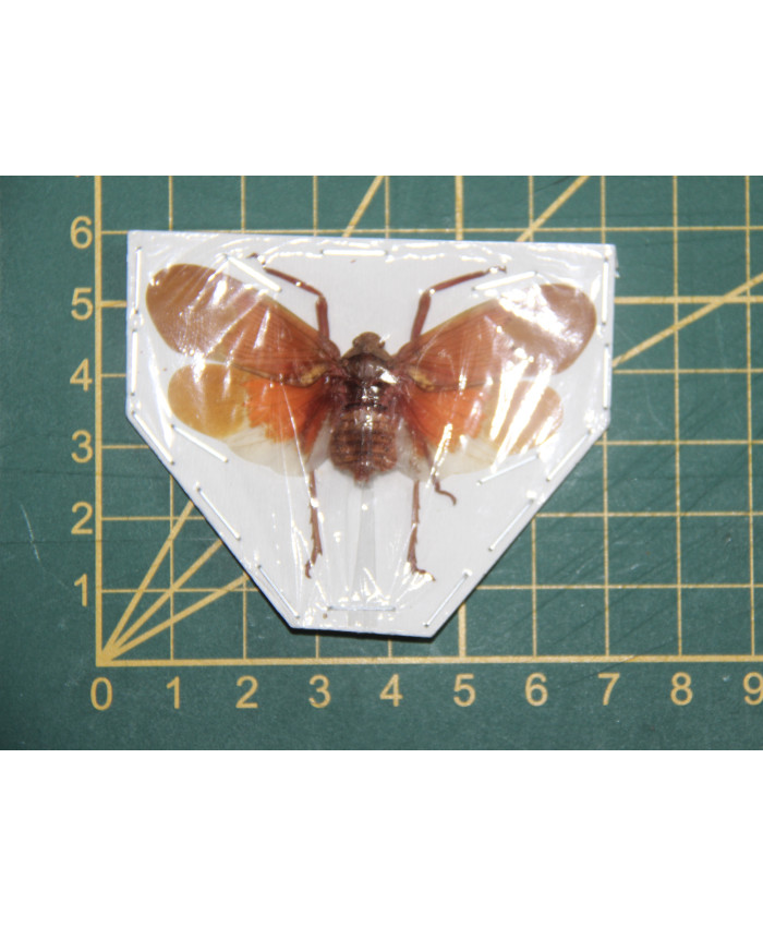 Scamandra sangiflua ongeprepareerd