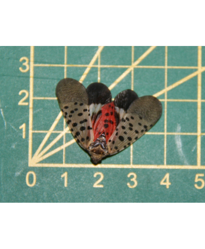 Lycorma delicatula ongeprepareerd