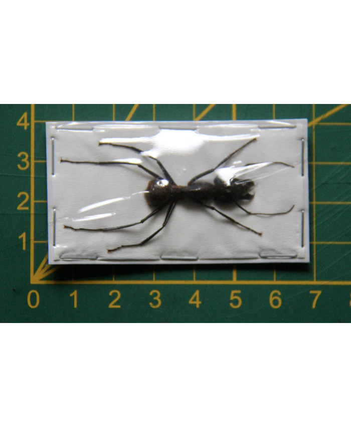 Camponotus gigas ongeprepareerd (soldaat)