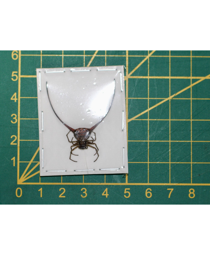 Macracantha arcuata 2 ongeprepareerd Macracantha arcuata 2 ongeprepareerd