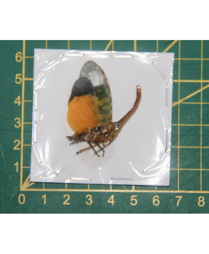 Pyrops candelaria ongeprepareerd