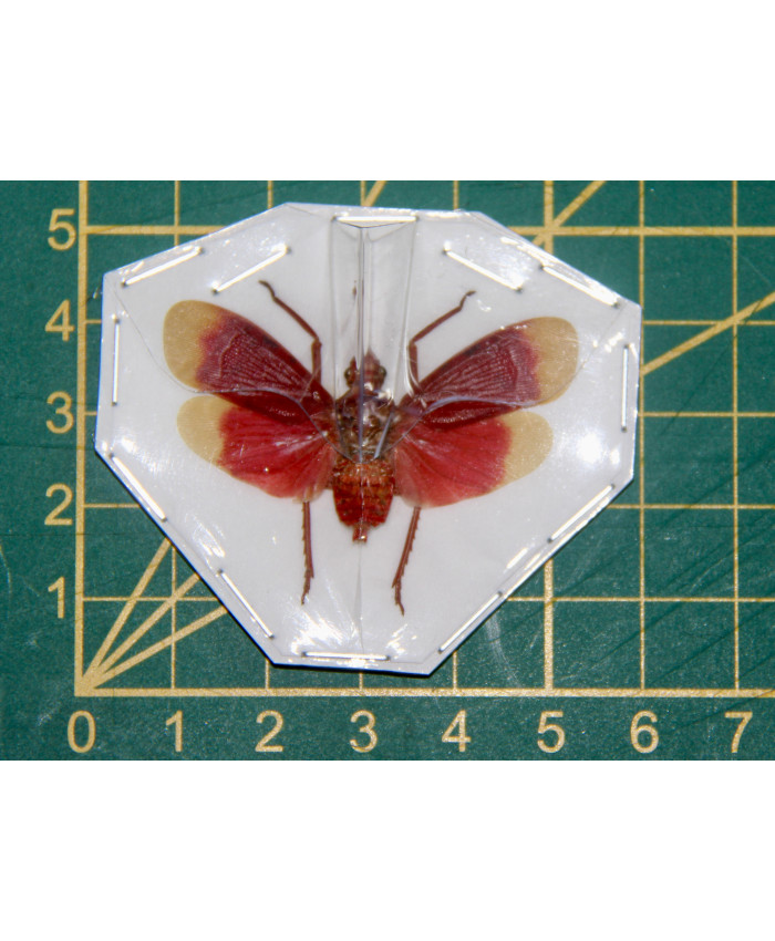 Pyrops hamdjahi spret