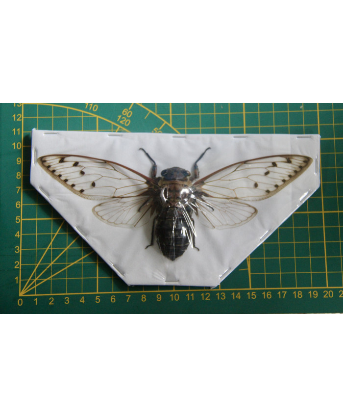 Megapomponia merula ongeprepareerd (spret)