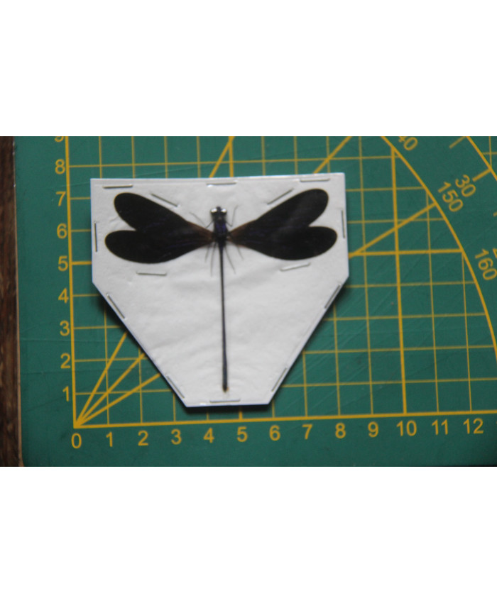 Vestalis luctuosa ongeprepareerd(spret)