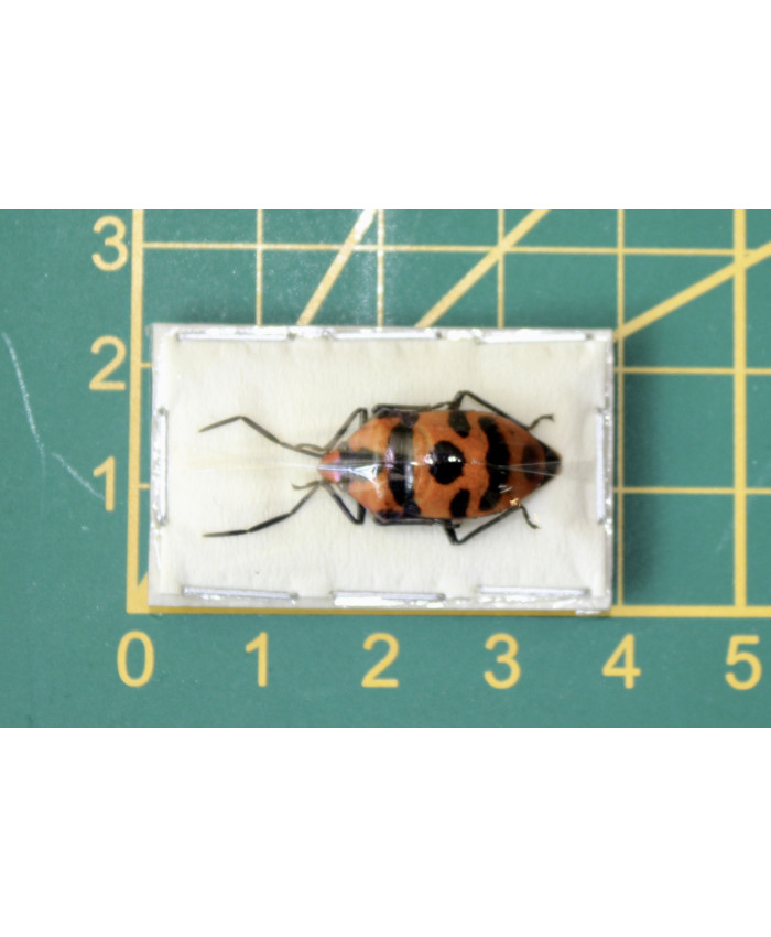 Eucrorysses javanus variabilis ongeprepareerd