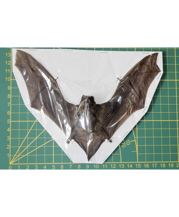 Taphozos melanopogon vleermuis