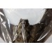 Vleermuis tylonycteris pachypus