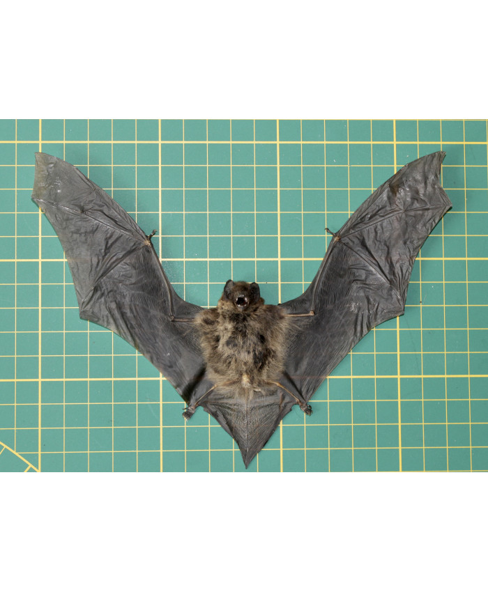 Vleermuis tylonycteris pachypus