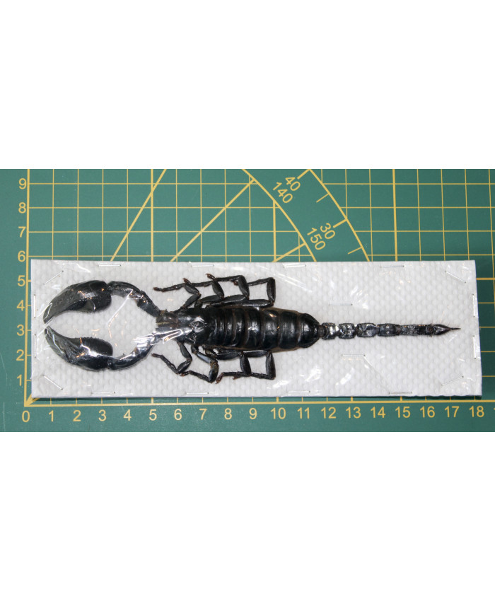 Heterometrus laoticus ongeprepareerd