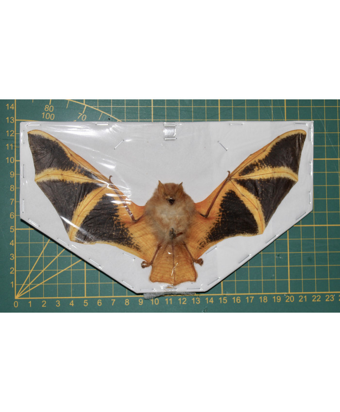 Kerivoula picta vleermuis