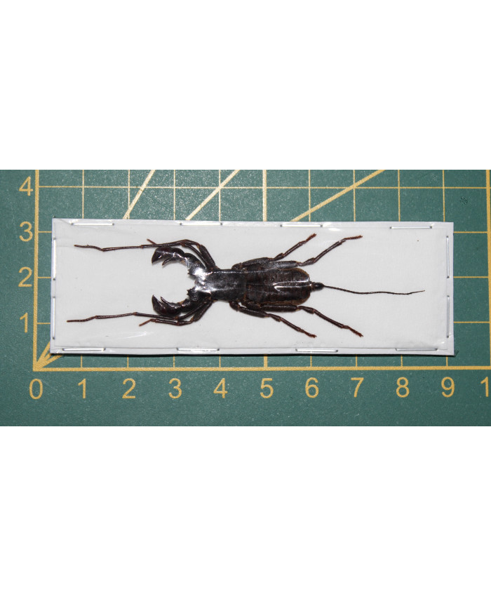 Stygophynus sp ongeprepareerd