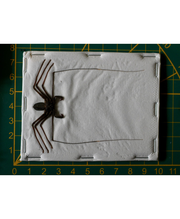 Acanthophrynus coronatus ongeprepareerd