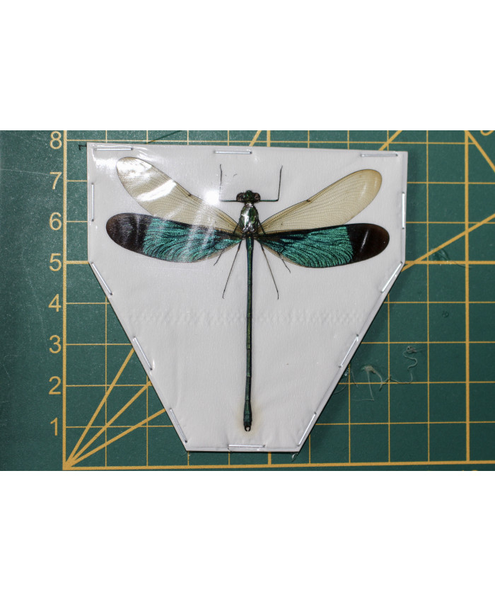 Neurobasis chinensis florida ongeprepareerd