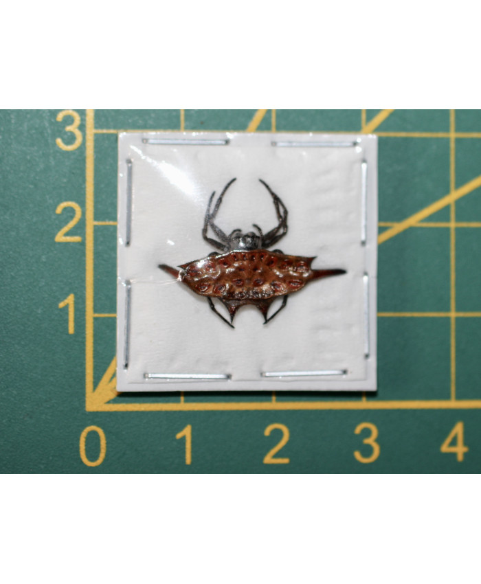 Gasteracantha arcuata ongeprepareerd