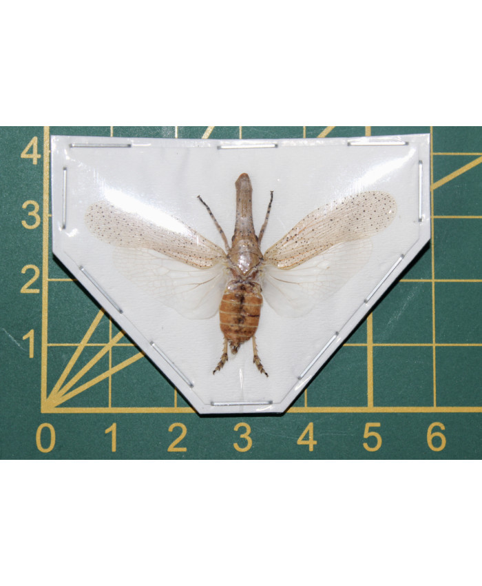 Zanna tapira ongeprepareerd 