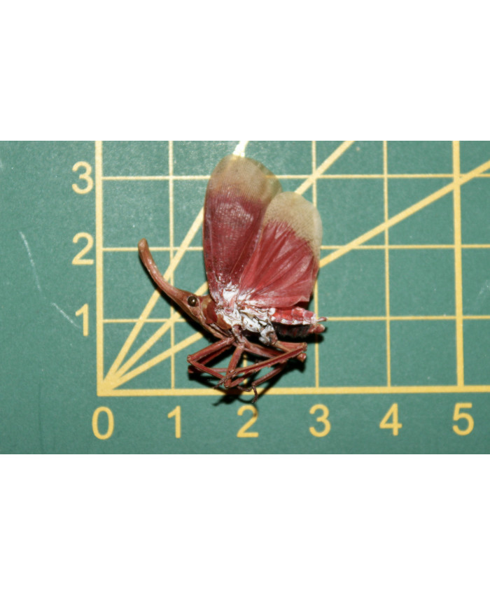 Pyrops hamdjahi ongeprepareerd