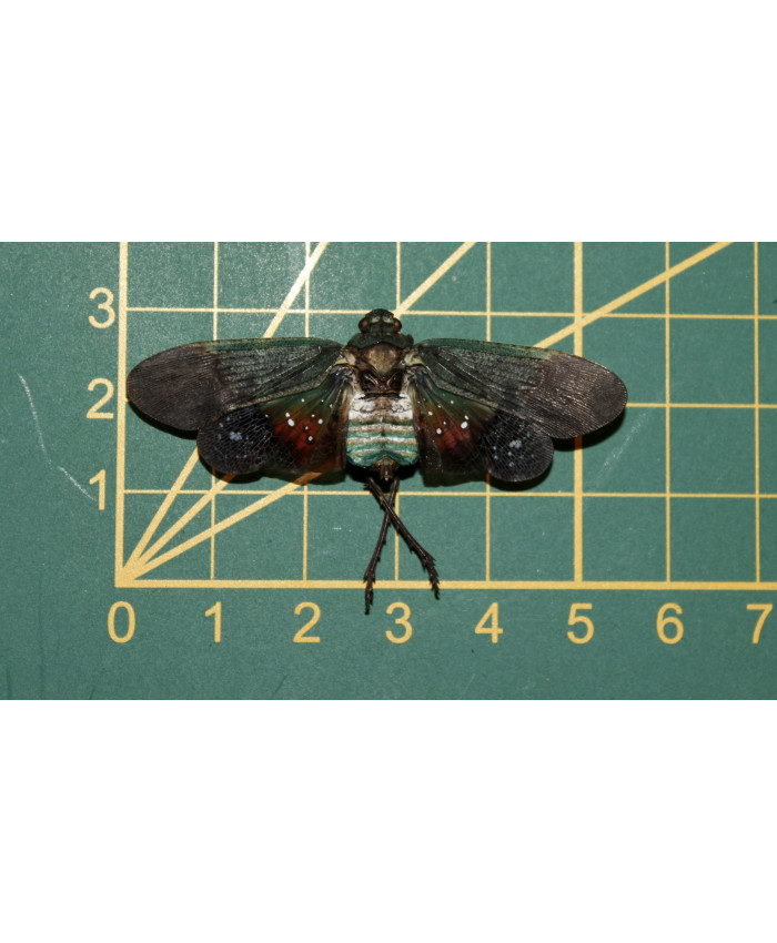 Penthicodes forrinosa ongeprepareerd