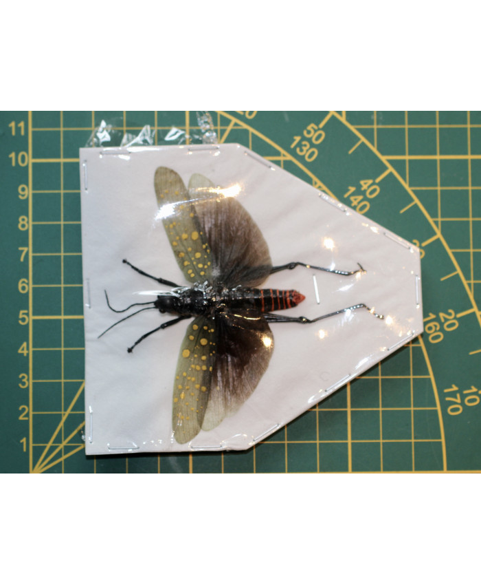 Aularches punctatus ongeprepareerd