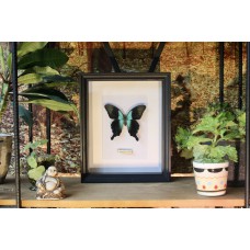 Papilio peranthus in lijst