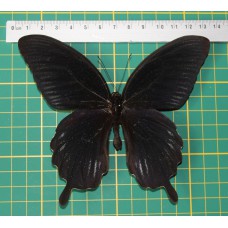 Papilio deiphobus op speld