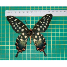 Papilio antenor op speld man