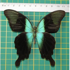 Papilio peranthus adamantius op speld