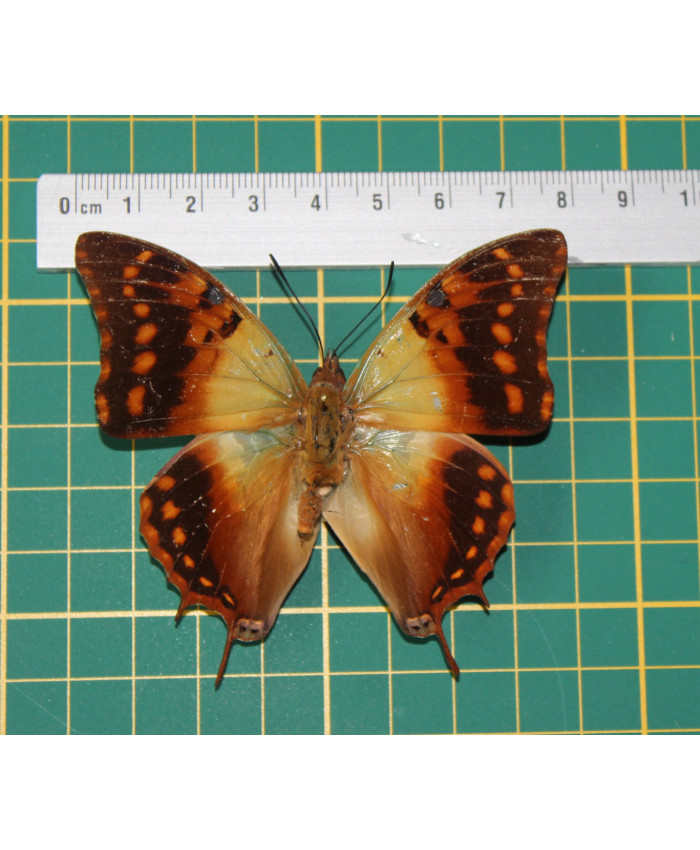 Charaxes candiope op speld