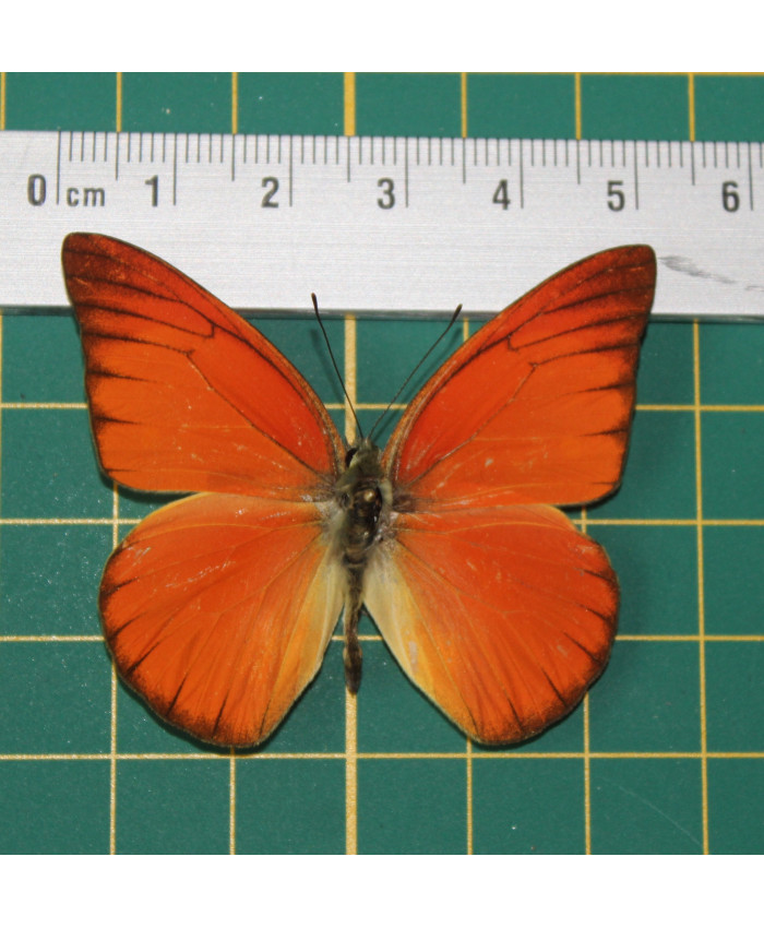 Appias nero fleminius op speld