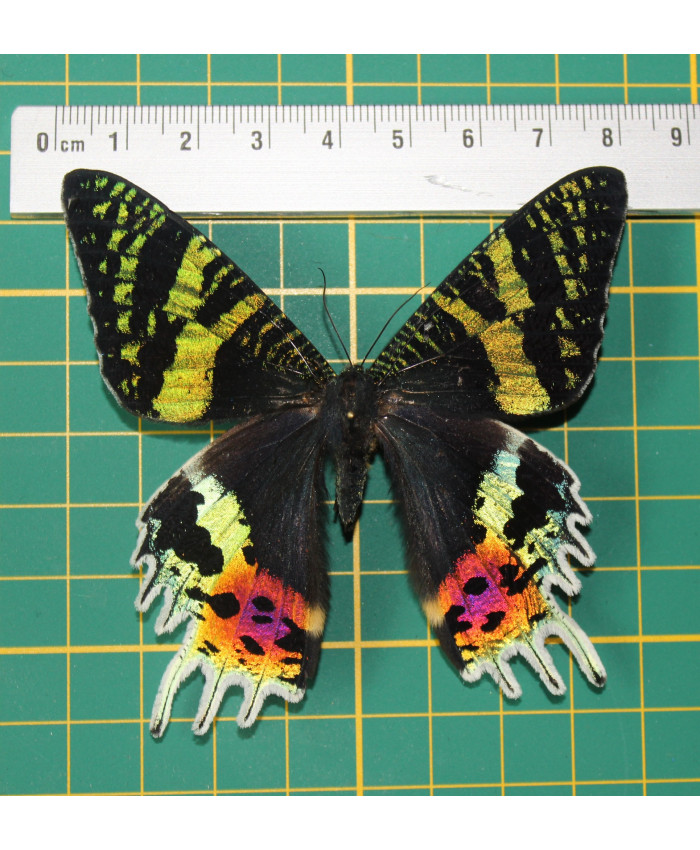 Urania ripheus op speld