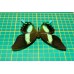 Papilio blumei op speld