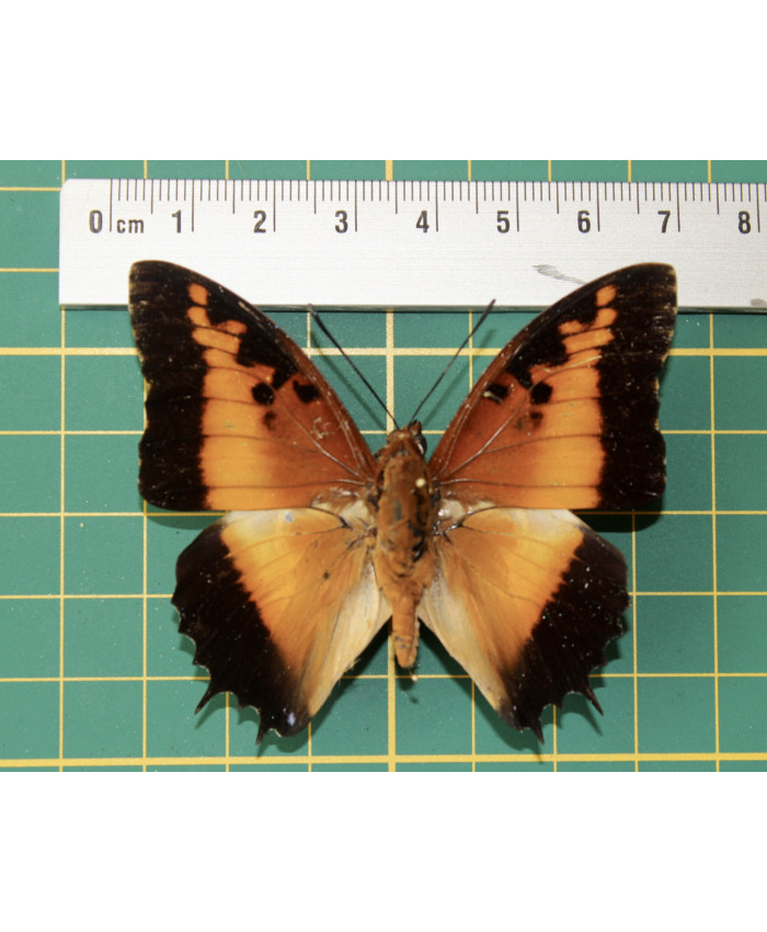 Charaxes pollux op speld