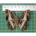 Charaxes pollux op speld