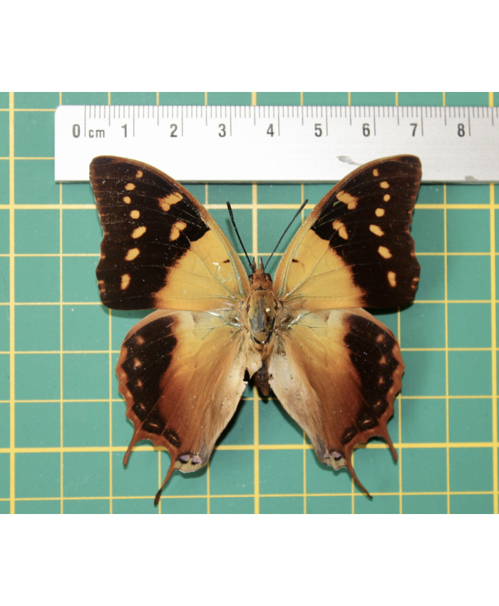 Charaxes atamboulou op speld