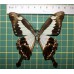 Papilio phorcas op speld