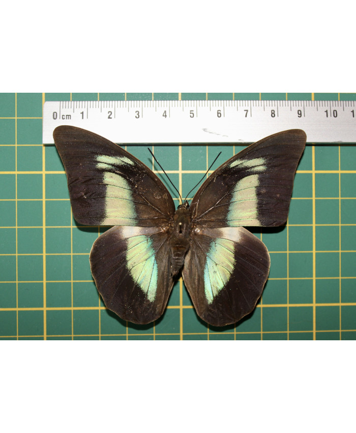 Prepona amphimachus op speld