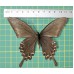 Papilio maakcii op speld